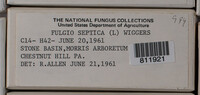 Fuligo septica image